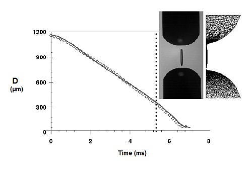 Comparison between experimental and simulated mid filament evolution.